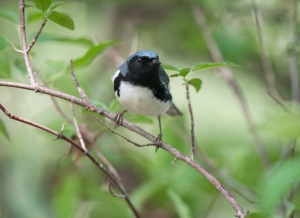 warbler-black-throated-blue-dsc_540381-copy